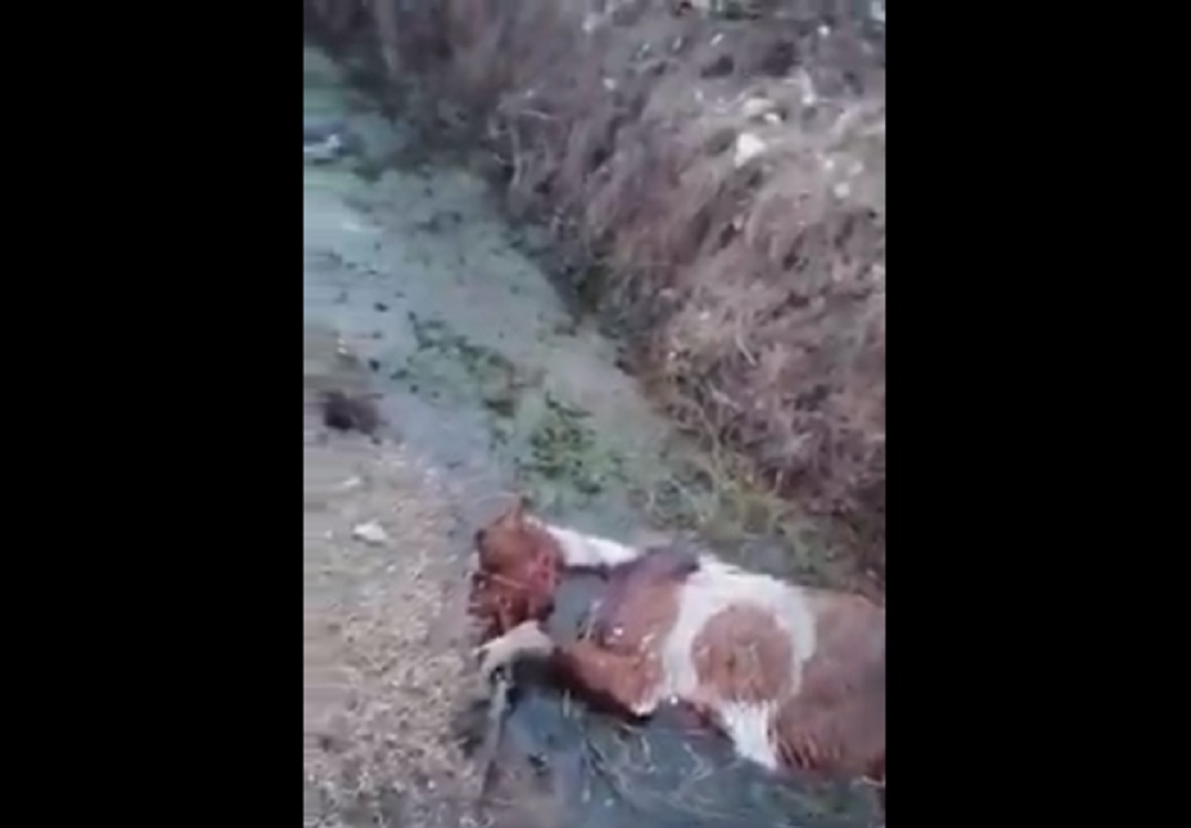 40 de cai, legaţi în frig şi lăsaţi să moară de foame. ''Dacă distribuim cât mai mulți, o să se sesizeze cineva și o să-i ia de acolo''